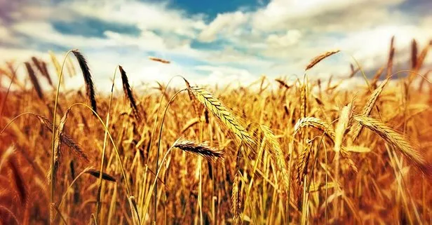 Rüyada buğday görmek ne anlama gelir?