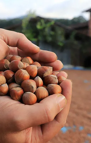 Fındık fiyatları ne kadar oldu 2021? Giresun, Ordu, Samsun, Trabzon, Zonguldak il il güncel fındık fiyatları...