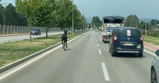 Bursa’da başıboş at trafiği karıştırdı