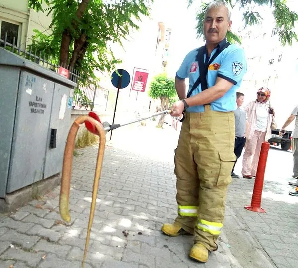 Balıkesir'de şehir merkezinde ‘oluklu kertenkele’ yakalandı-2