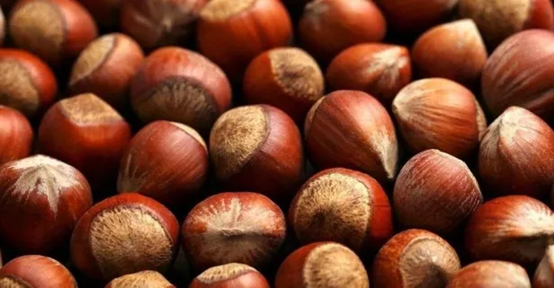 8 Aralık fındık fiyatları ne kadar? Fındık fiyatları artıyor, bugün kaç TL oldu? Ordu, Giresun, Düzce güncel fındık fiyatı…