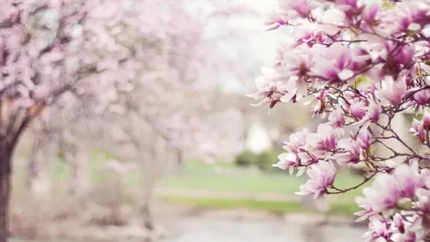 İlk cemre hangi tarihte düşecek, havalar ne zaman ısınacak? Cemre ne zaman düşer 2022? Havaya, suya, toprağa…-4