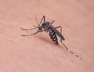 Sivrisinek korona bulaştırır mı?