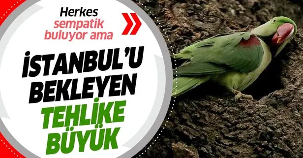 İstanbul’da dikkat edilmeyen tehlike: Yeşil papağanlar kentin faunasını bozabilir