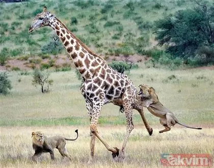 Kan donduran görüntü! Hayatta kalma mücadelesinin kazananı... İki aslan dev zürafayı gözüne kestirdi!