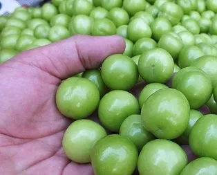 100 liralık erik artık 6 TL