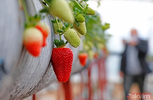 Jeofizik mühendisi 2 milyonluk yatırımla çilek serası kurdu! Taleplere yetişemiyor - 7