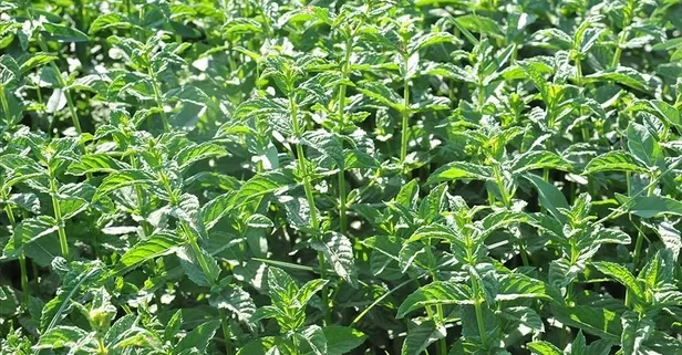 Nane hem bedene hem zihne iyi geliyor