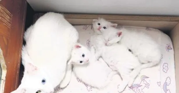 Doğum hare’kedi’