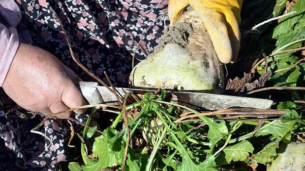 tarim-ve-orman-bakanligi-nbsde-nisasta-bazli-seker-kotanin-yuzde-25ten-yuzde-5e-cikarildigi-iddialarini-yalanladi-1623073735318.jpg Tarım ve Orman Bakanlığı NBŞ'de (nişasta bazlı şeker) kotanın yüzde 2,5'ten yüzde 5'e çıkarıldığı iddialarını yalanladı-5