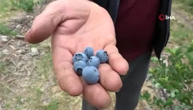 Bursa'da yaban mersini eken üretici kilosunu 100 TL'den satıyor