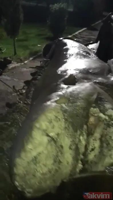 Görenler şoke oldu! İzmir'de karaya vurdu - 8