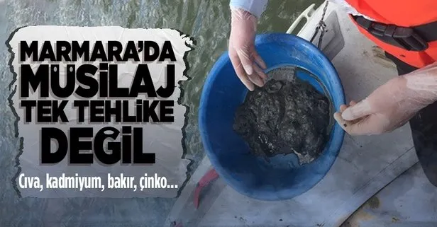Marmara Denizi’nde müsilajdan sonra bir tehlike daha baş gösterdi: Toksik