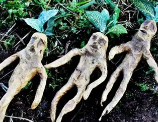 Şifa diye tüketilen bu besinler ölüme götürüyor!