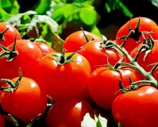 Domates, kemİk erimesini önler