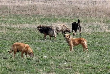 Mama lobisinden 500 milyarlık rant!