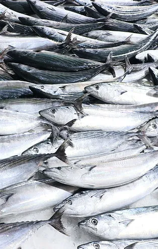 Palamuta rüzgar zammı