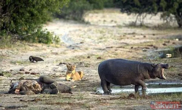 Yılan evcil köpeğe saldırdı! Dehşet dolu anlar... - 15