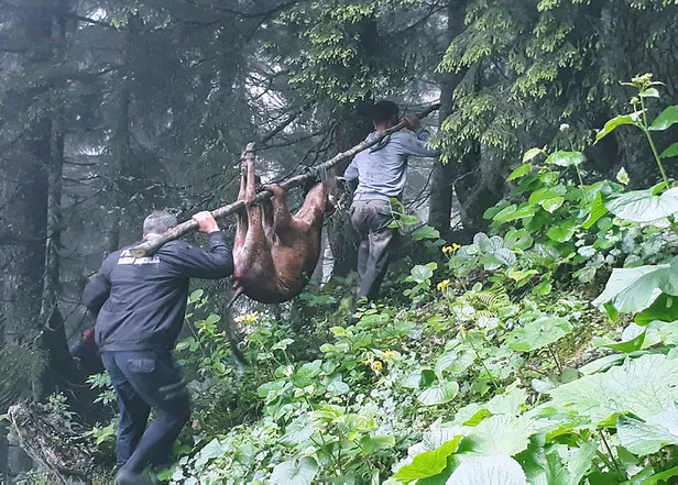 Trabzon'da aç kurtlar hayvan sürülerine saldırdı-2