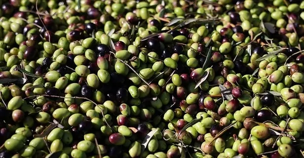 Türkiye, 2024'te 60 milyon dolarlık zeytin ihracatı gerçekleştirdi