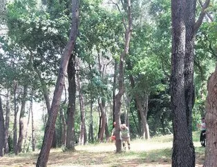 Emirgan Korusu’nda ağaç katliamı