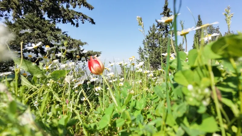 10-gunluk-omru-var-manisa-lalesini-koparana-699-bin-tl-rekor-ceza-1777390123213.jpg 10 günlük ömrü var: Manisa lalesini koparana 699 bin TL rekor ceza-3