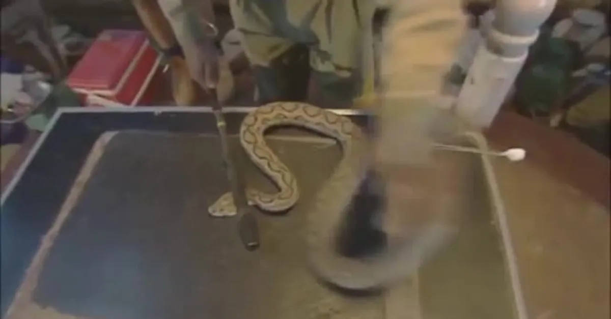 insan kanina dokulen kobra yilani