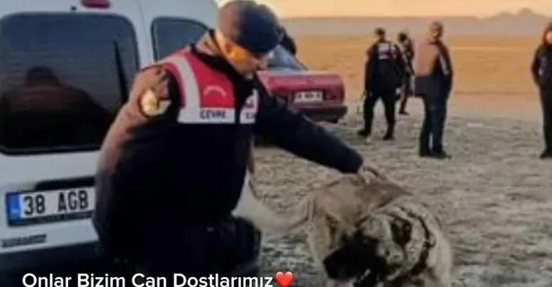 İçişleri Bakanı Ali Yerlikaya: Köpek dövüştüren 2’si organizatör 37 kişi yakalandı; 6 köpek kurtarıldı