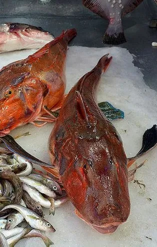 Tanesi tam 5 kilo! 500 TL'den satılıyorlar