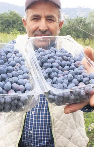 1 dönümden 100 bin TL