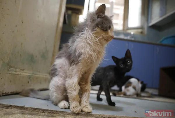 Büyükada'da salgın! 4 ayda 700 kedi Feline Enfeksiyoz Peritonit (FIP) hastalığından öldü! Hayvanseverler CHP'li belediyeyi kayıt tutmadığı için suçladı - 9