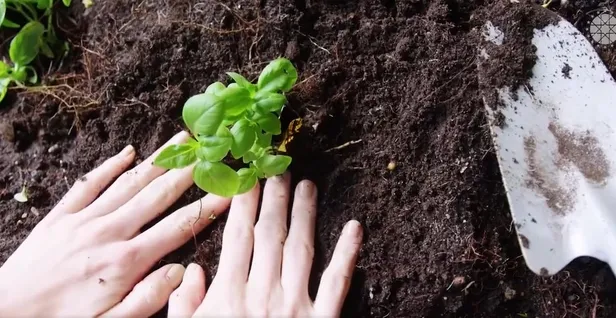 Cumhurbaşkanlığı İletişim Başkanı Altun'dan "Milli Ağaçlandırma Günü"ne özel video-1