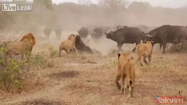 Ava giderken avlandı! Bir anda bufaloların arasında kalan aslanın zor anları (Aslan - Bufalo kavgası) - 40