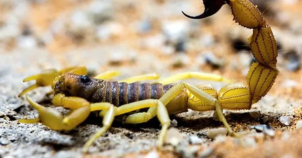 Rüyada akrep yavrusu görmek neye işarettir? Rüyada akrep görmek ne