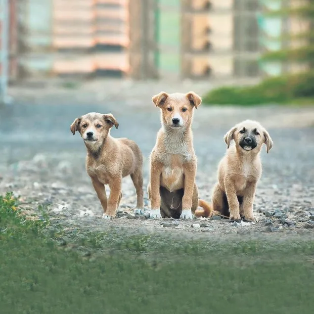 İşte işin ’Dog’rusu