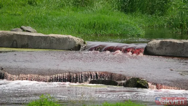 Kocaeli Gölcük ve Karamürsel'de kurban kanları derelere aktı! Suyun rengi kırmızıya döndü - 4
