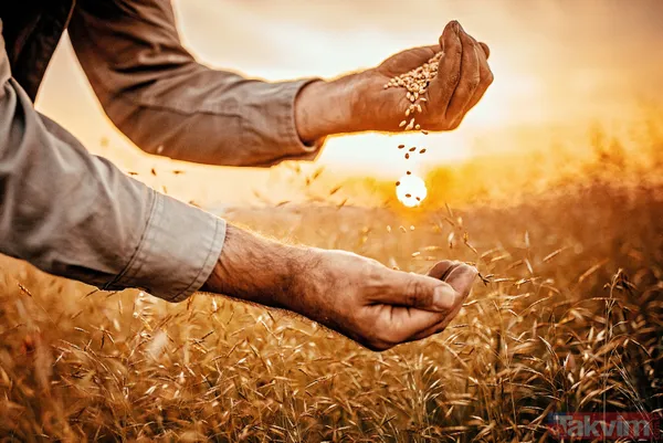 "Tarım öldü" diyenleri ters köşe yapacak rakamlar! Bakanlık sağladığı desteklerle organik üretim ve tüketimi artırıyor - 2