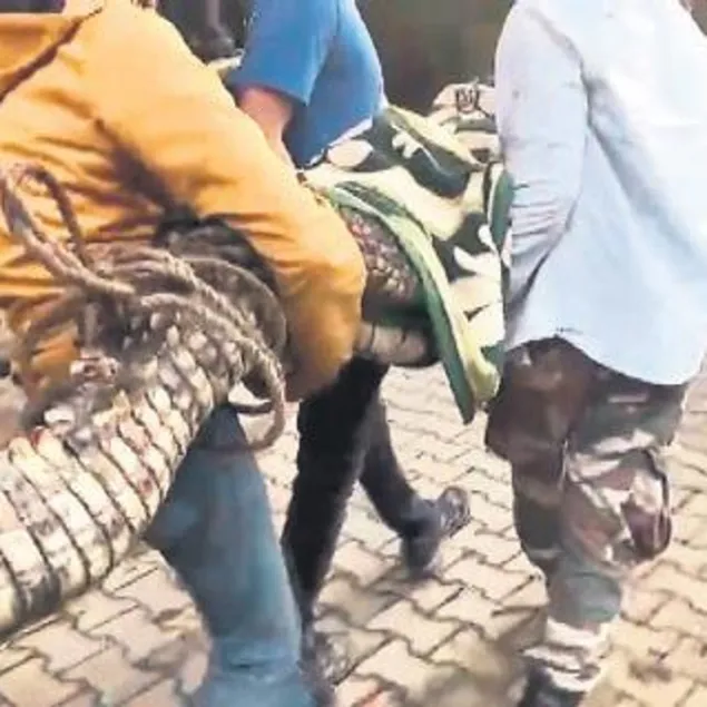 Villadan timsah çıktı