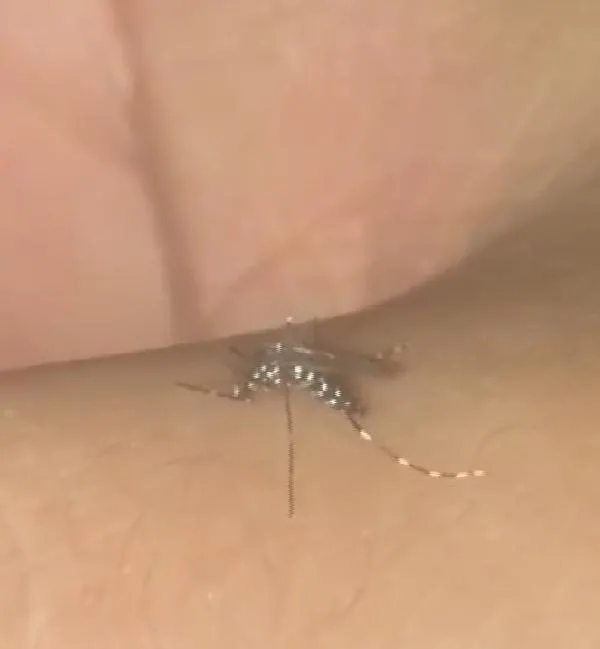 SON DAKİKA: Elmalı Barajı'nda korkutan görüntü: Son 10 yılın en düşük seviyesi! Uzmanlar 'sivrisinek' tehlikesine karşı uyardı-5