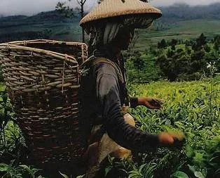 2.4 milyonu tarlada çalışıyor