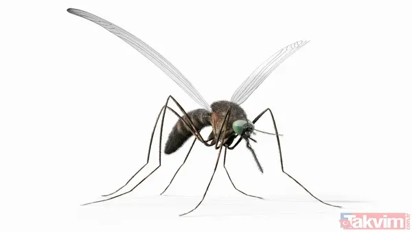 Bir ısırıkta gelen ölüm! Dünyanın en tehlikeli 10 böceği açıklandı - 11