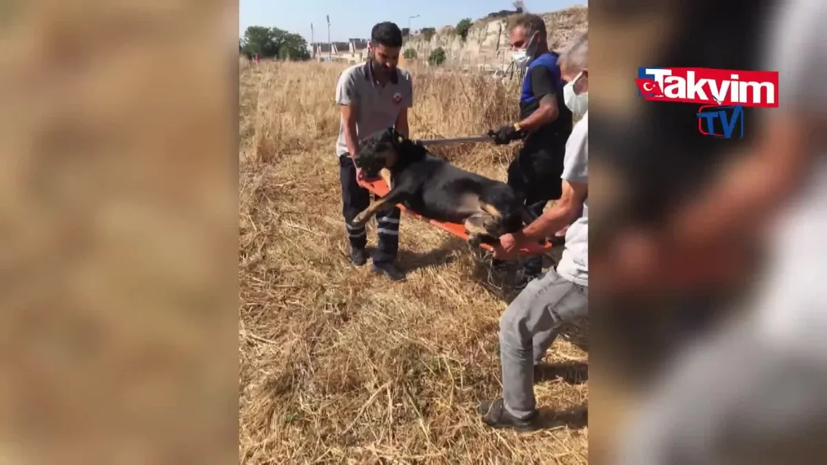 Fatih'te Sokak Köpekleri Dehşeti: 1 Ölü | Bölgedeki sokak köpekleri toplanıyor!