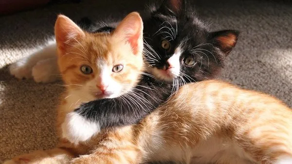 17 subat dunya kediler gunu kedi