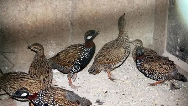 koruma-altindaki-turac-kusunu-avlayan-2-kisiye-6-bin-lira-ceza-kesildi-1609759992007.jpg Koruma altındaki turaç kuşunu avlayan 2 kişiye 6 bin lira ceza kesildi-5