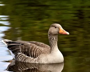 Rüyada kaz görmek ne anlama gelir?