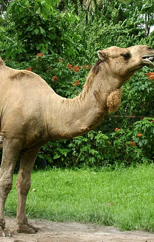 Rüyada deve görmek ne anlama gelir?