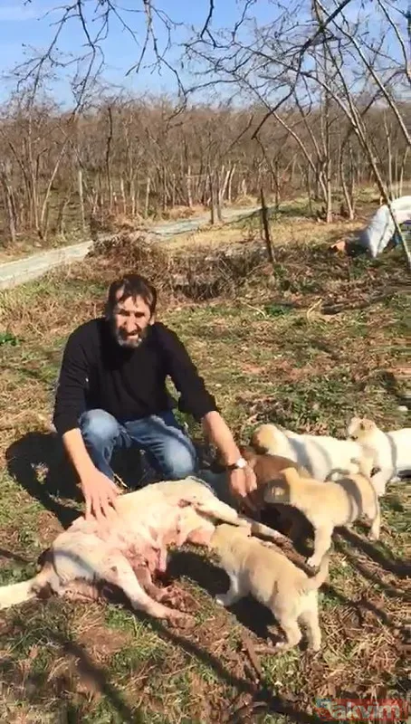 Duygulandıran görüntü! Pompalı tüfekle öldürülen köpeğin 7 yavrusu başından ayrılmadı - 5