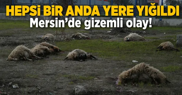 İki dakikada 31 hayvan telef oldu!