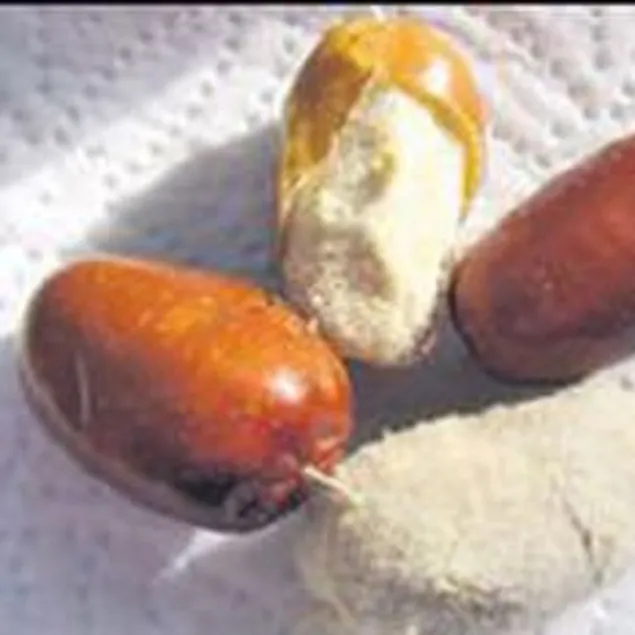 Egzamaya karşı iğde