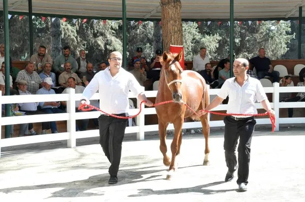 ev-fiyatina-tay-tigemin-karacabey-harasinda-duzenledigi-satista-balki-tay-isimli-arap-ati-800-bin-liraya-alici-1655276406446.jpg Ev fiyatına tay! TİGEM'in Karacabey Harası'nda düzenlediği satışta Balkı Tay isimli Arap atı 800 bin liraya alıcı buldu-2
